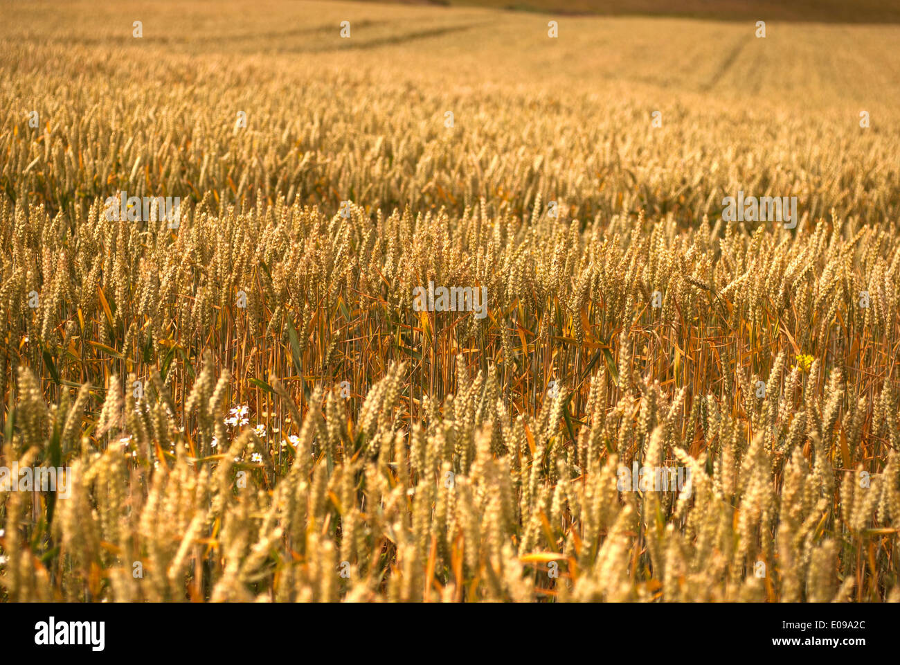 Field of wheat before harvest Stock Photo - Alamy