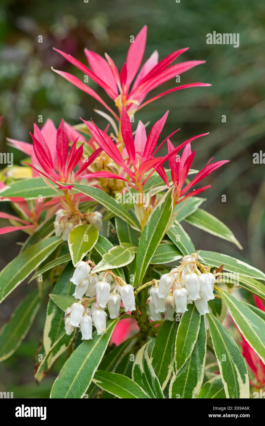 Pieris japonica, Andromeda, Lily of the Valley Shrub Stock Photo