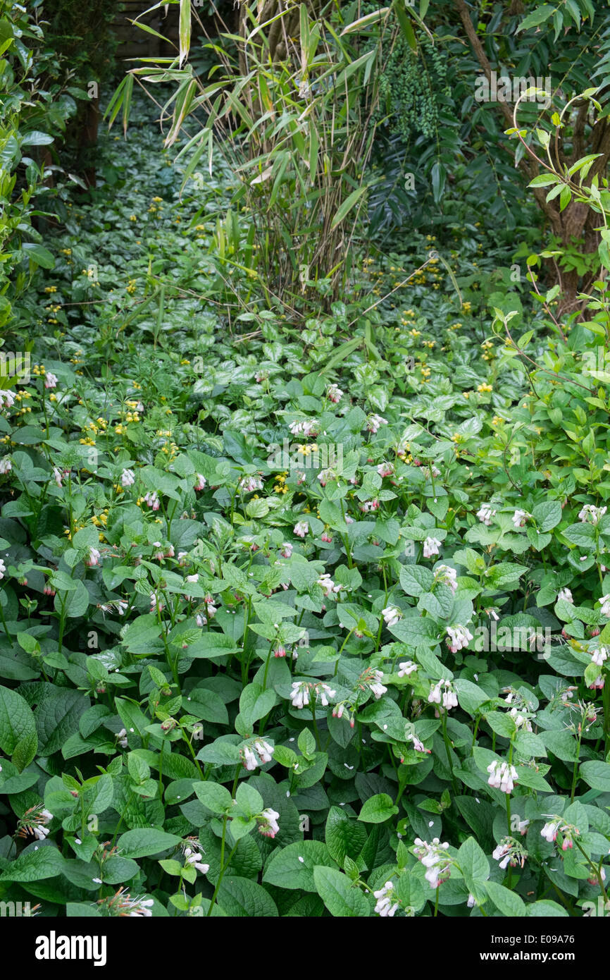 Garden corner overgrown with Comfrey, Symphytum orientale and Yellow arcangel, Lamium galeobdolon. Stock Photo