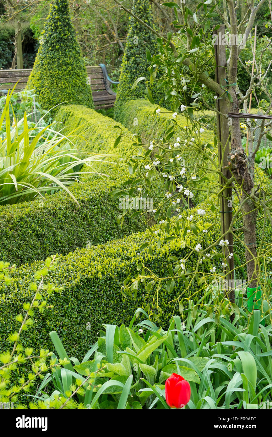 Springtime garden with box hedging Buxus sempervirens, and mistletoe on apple tree. Stock Photo