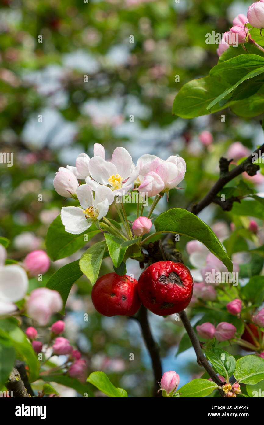 Crabapple blossom hi-res stock photography and images - Alamy