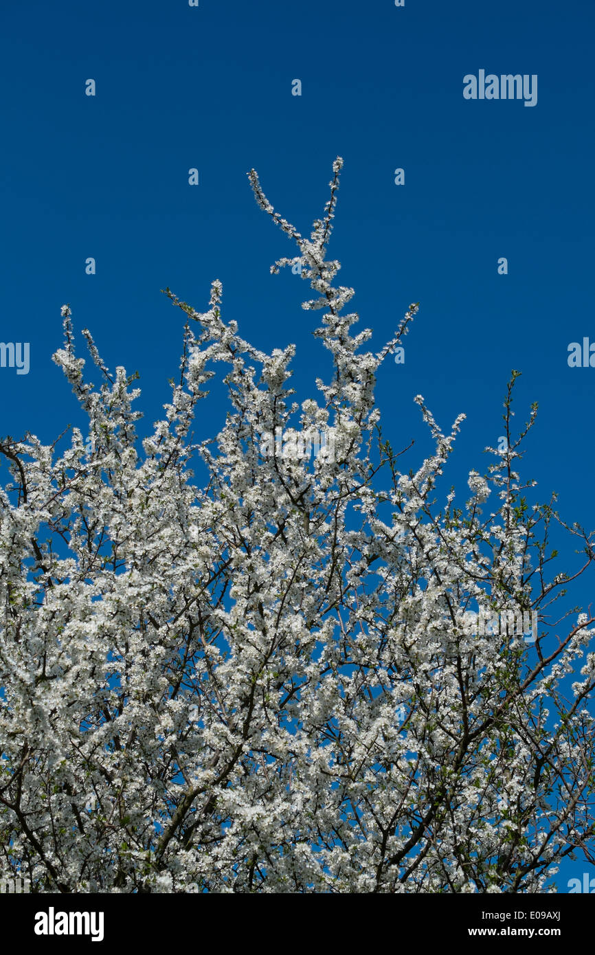 Blackthorn, Prunus spinosa, in blossom . Stock Photo