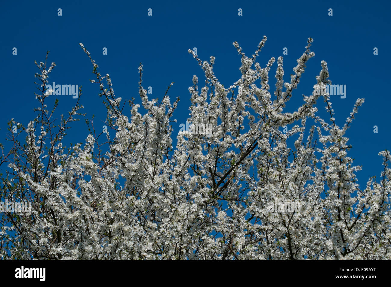 Blackthorn, Prunus spinosa, in blossom . Stock Photo