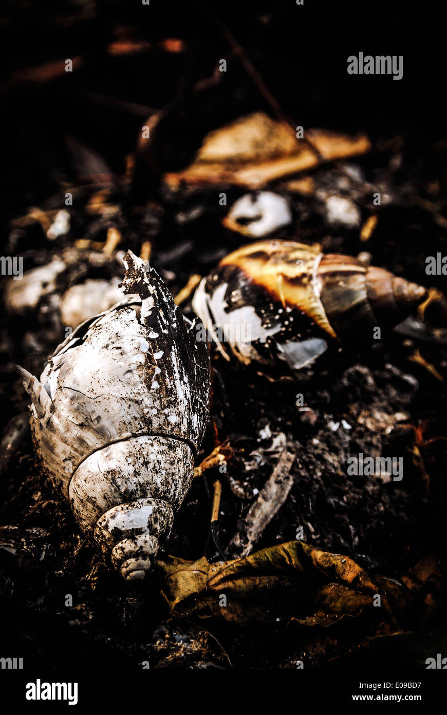 Still life Photos of shells that fire burning Stock Photo - Alamy