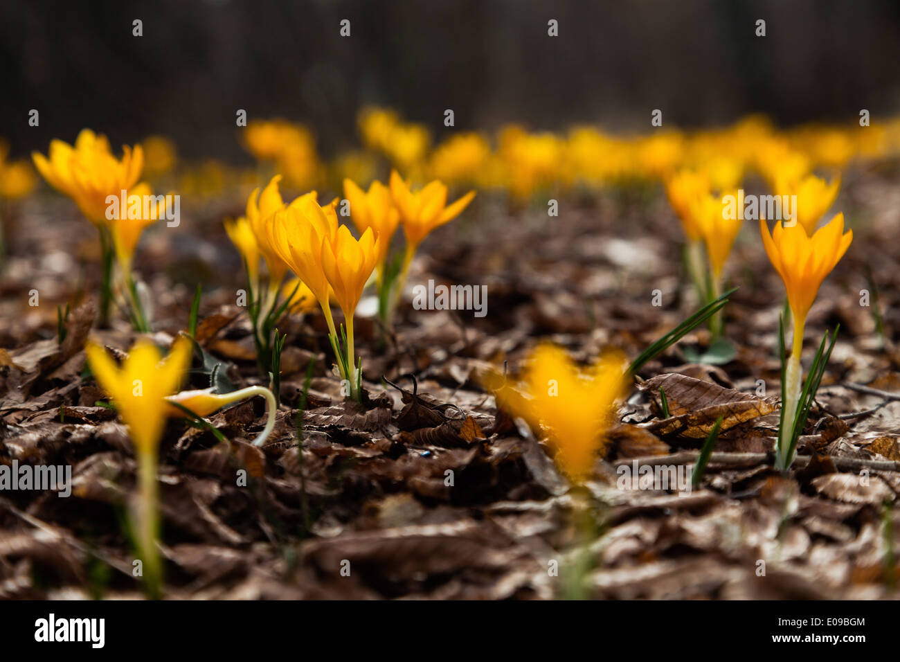 One of the very first flowers to herald in spring, this little crocus ...