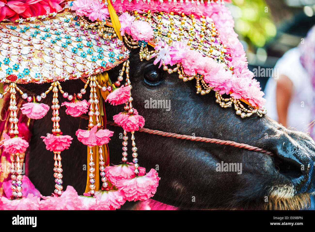 Buffalo beauty in thai beginning of Buddhist Lentl . Stock Photo