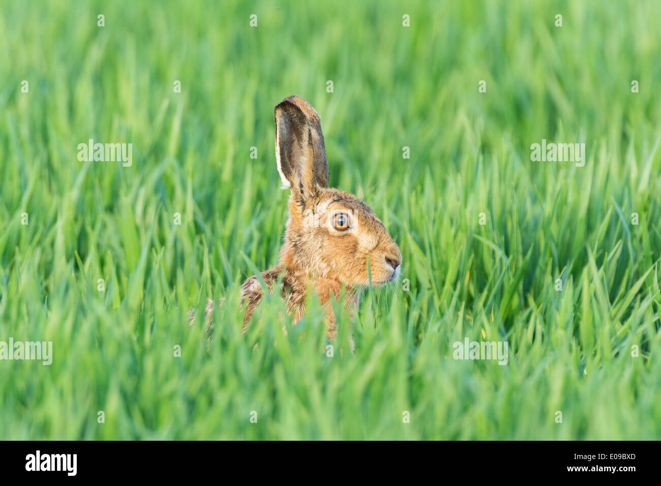 European hare (Lepus europaeus) in cereal crop, April Stock Photo