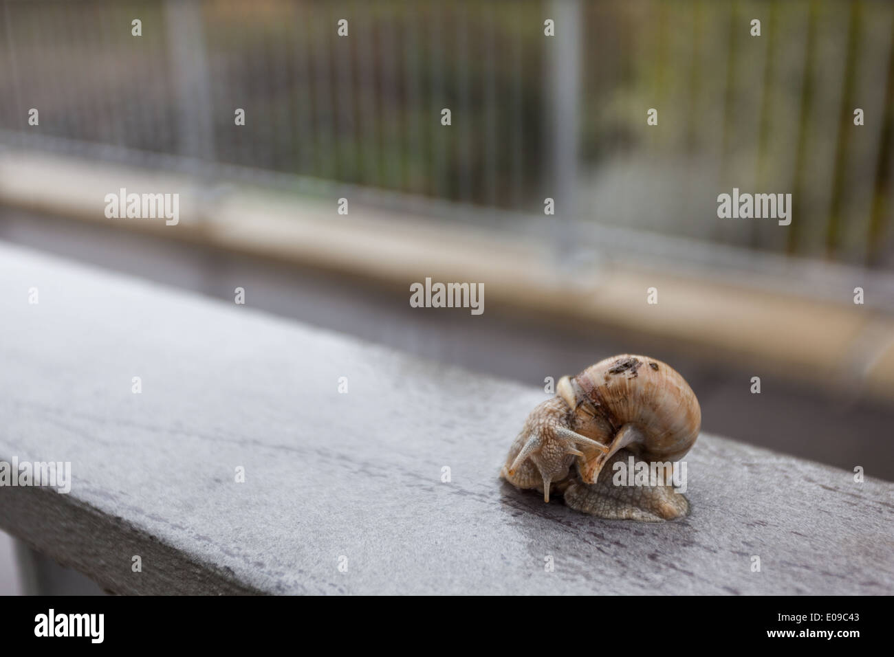 There sit an snail on the boundery Stock Photo