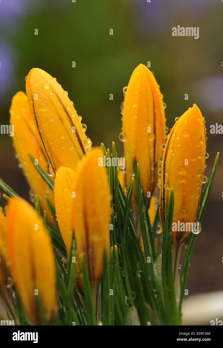 Tulips after rain hi-res stock photography and images - Alamy