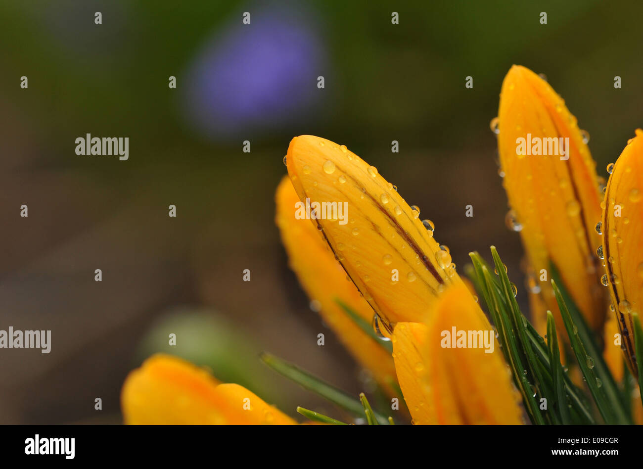 Tulip after rain hi-res stock photography and images - Alamy