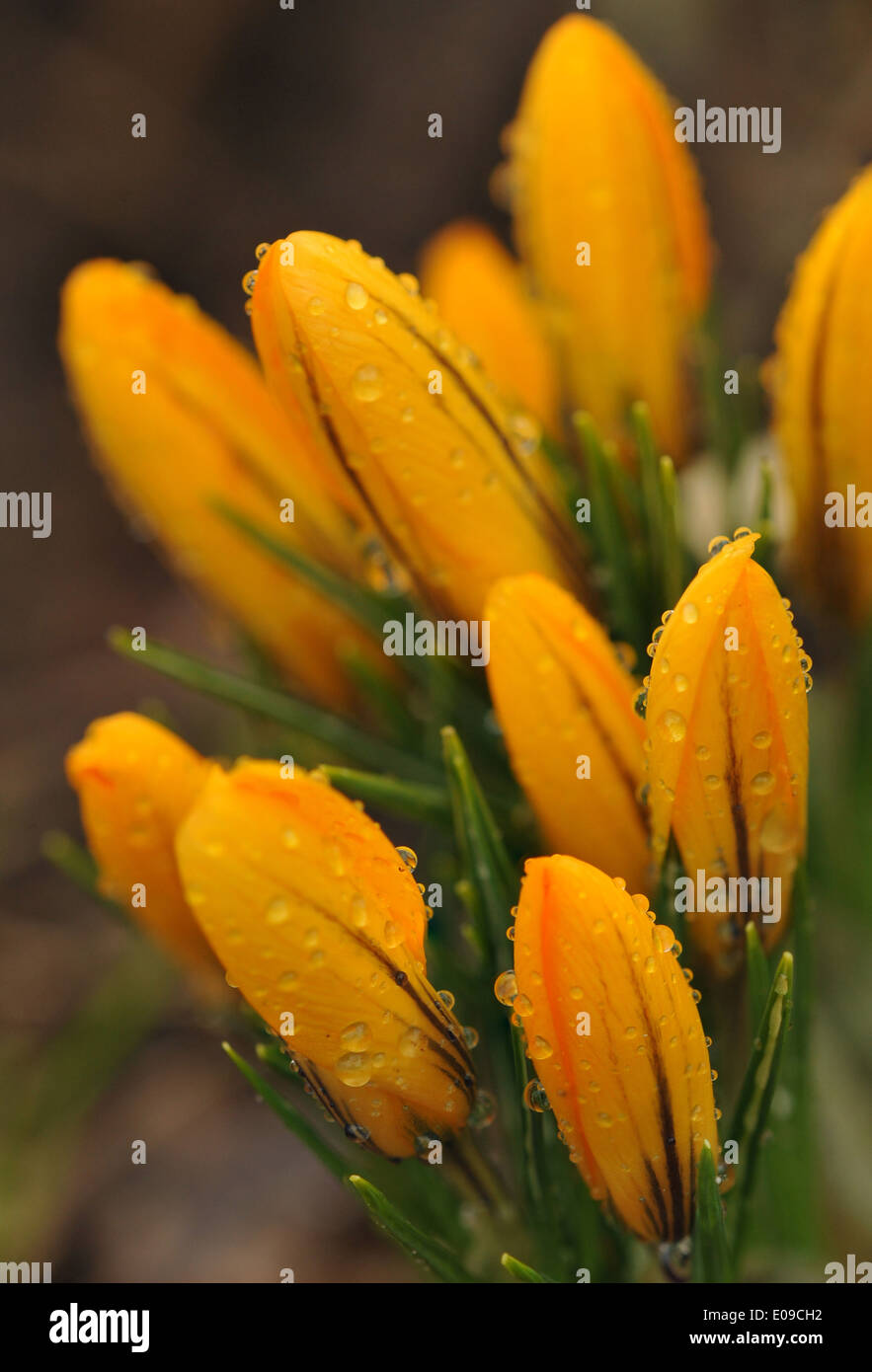 Tulip after rain hi-res stock photography and images - Alamy