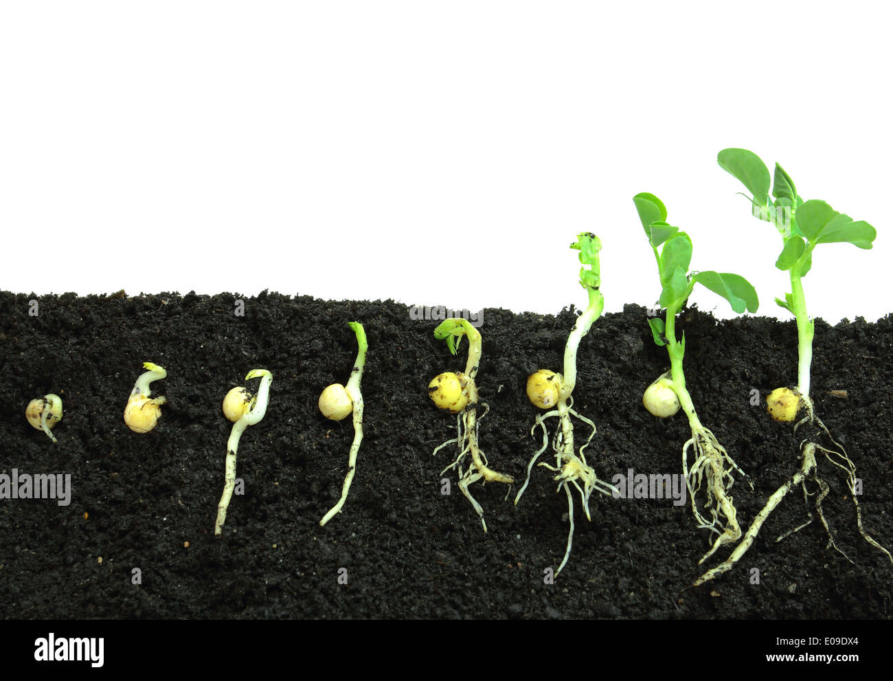 Germination pea sprout in soil Stock Photo Alamy