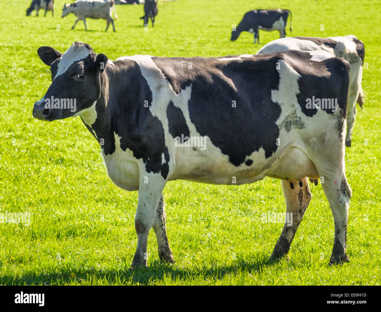 Cows grazing in lush green grass field hi-res stock photography and ...