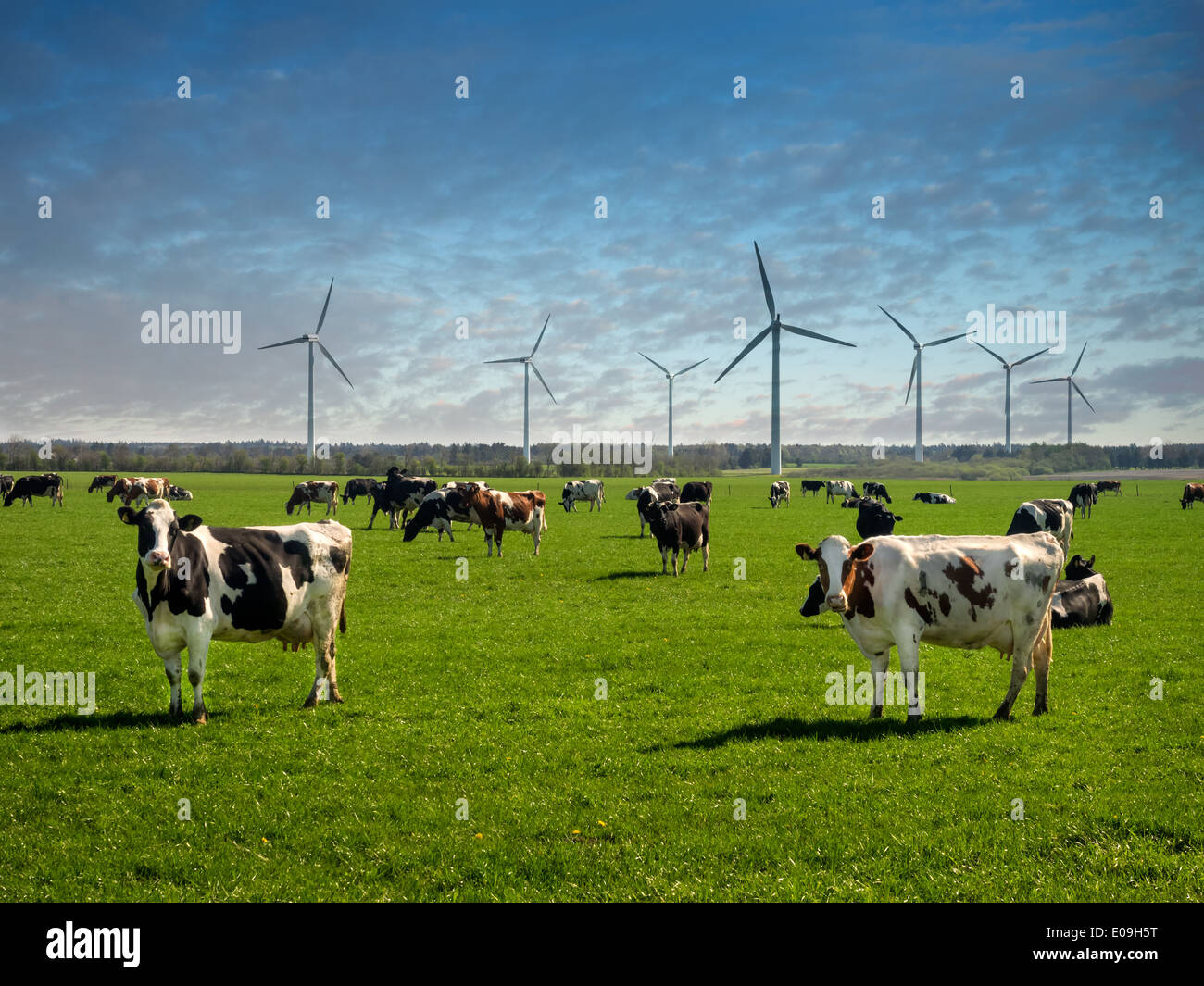 Cows grazing in lush green grass field hi-res stock photography and ...