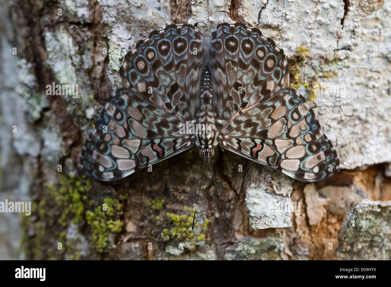 Grey Cracker (Hamadryas februa) Stock Photo