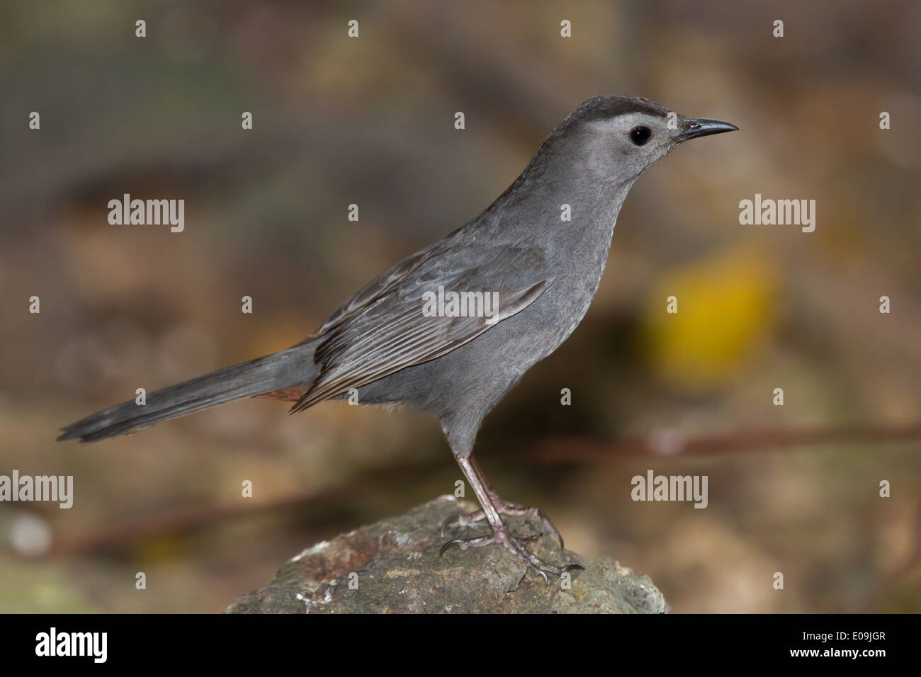 Grey Catbird (Dumatella carolinensis Stock Photo Alamy