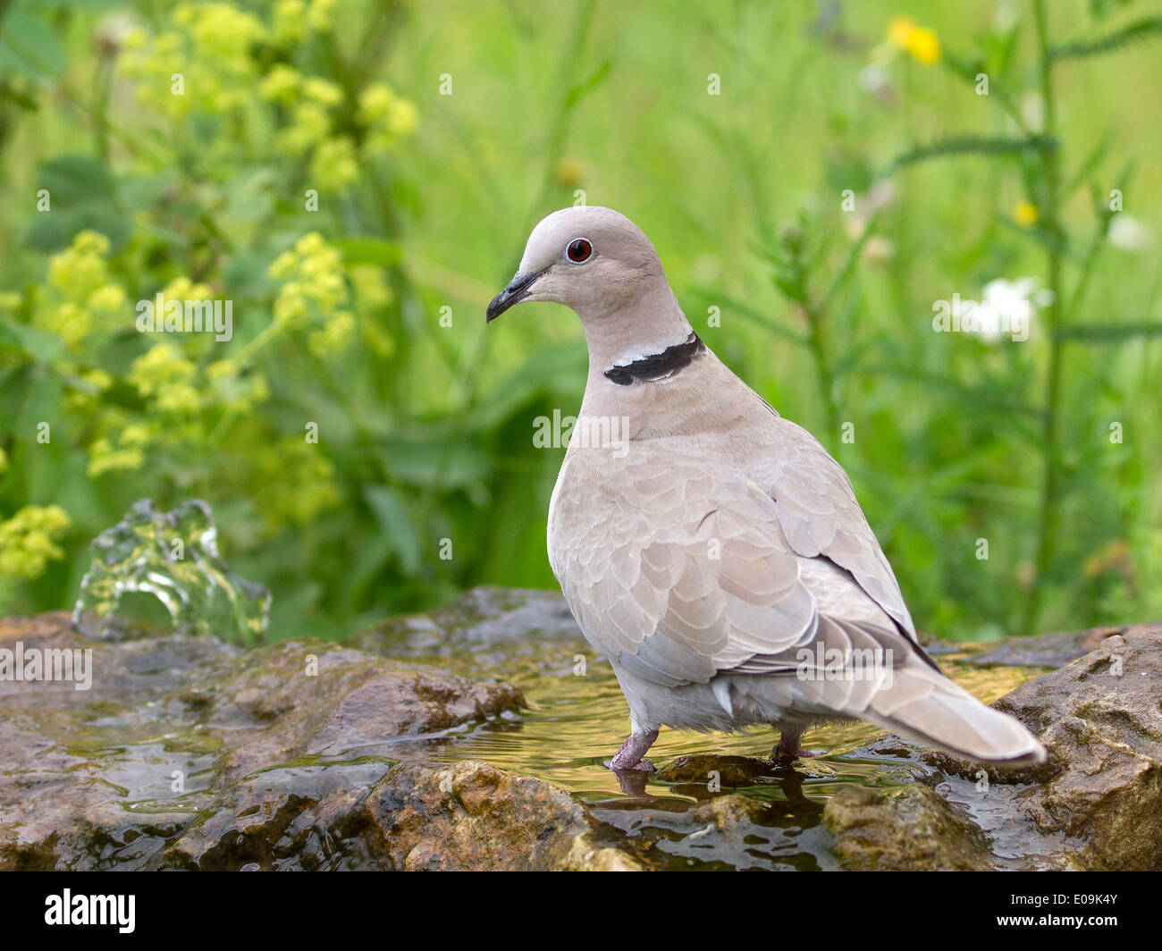 eurasian collared dove, streptopelia decaocto Stock Photo Alamy