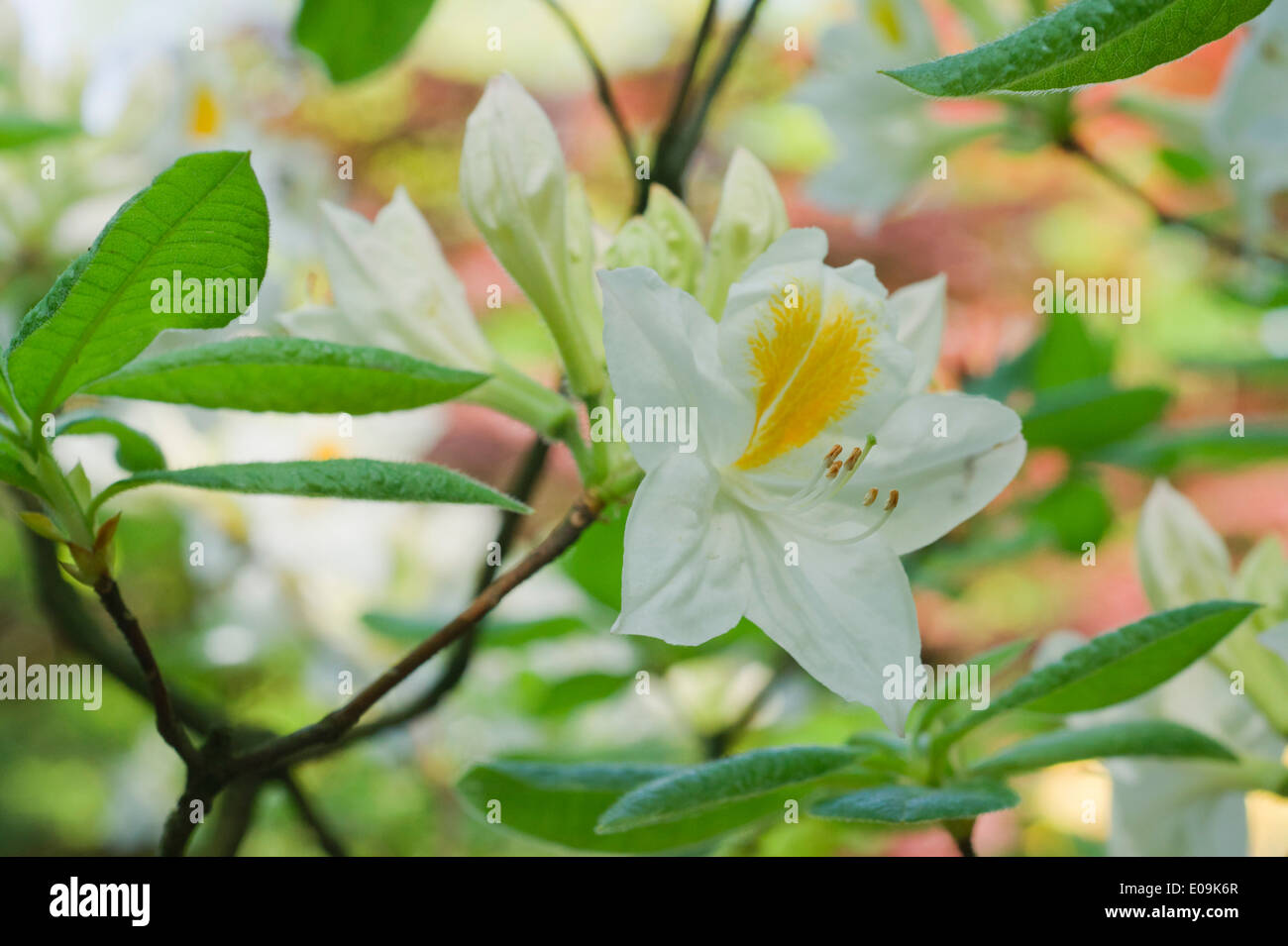 Soft Yellow Azalea flowers in late Spring Stock Photo