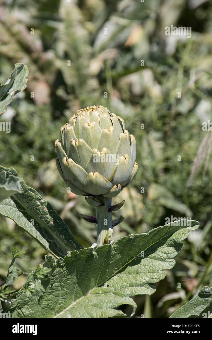 The globe artichoke (Cynara cardunculus var. scolymus) is a variety of a species of thistle cultivated as a food. Stock Photo