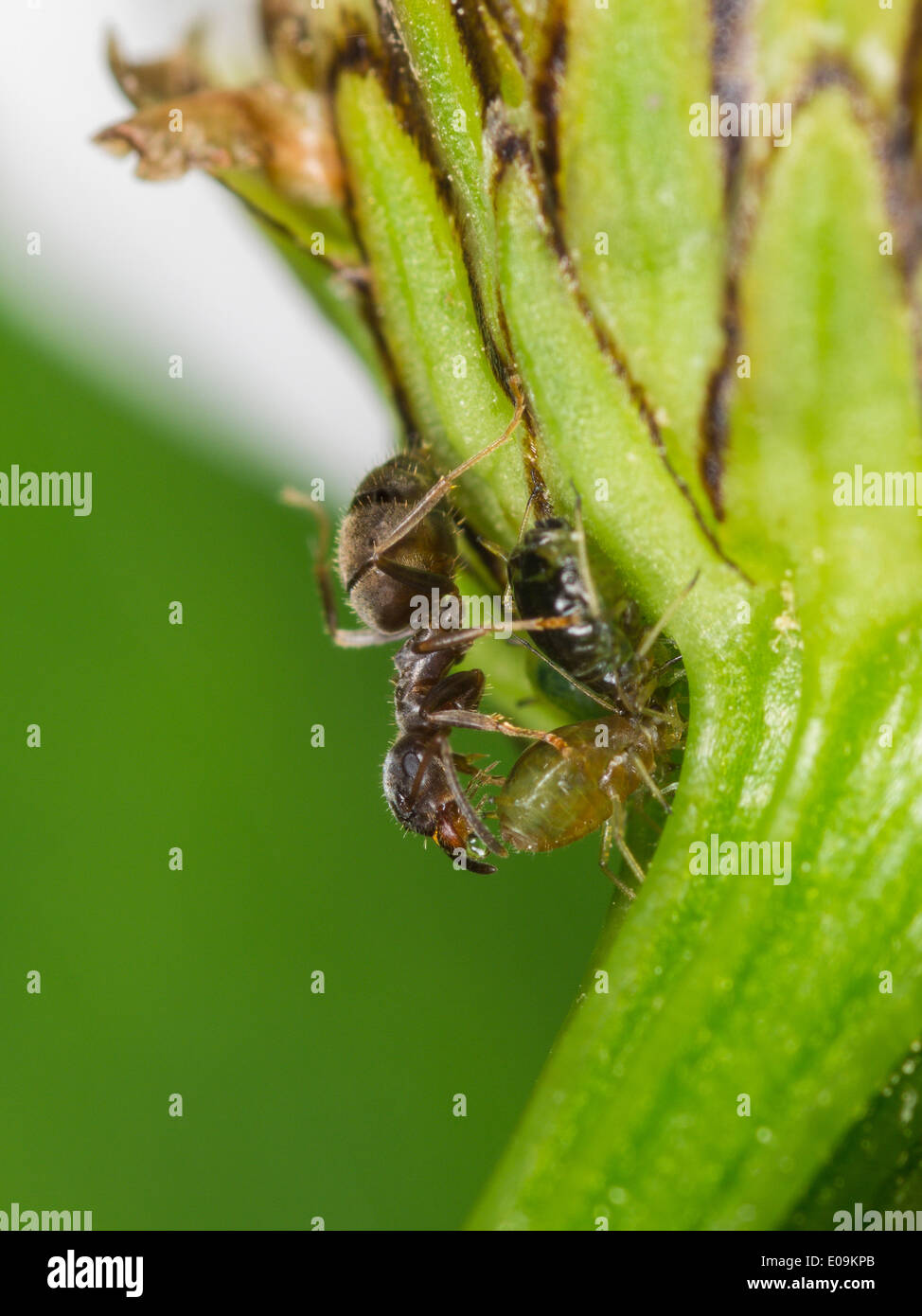 lasius ant milking aphididae Stock Photo