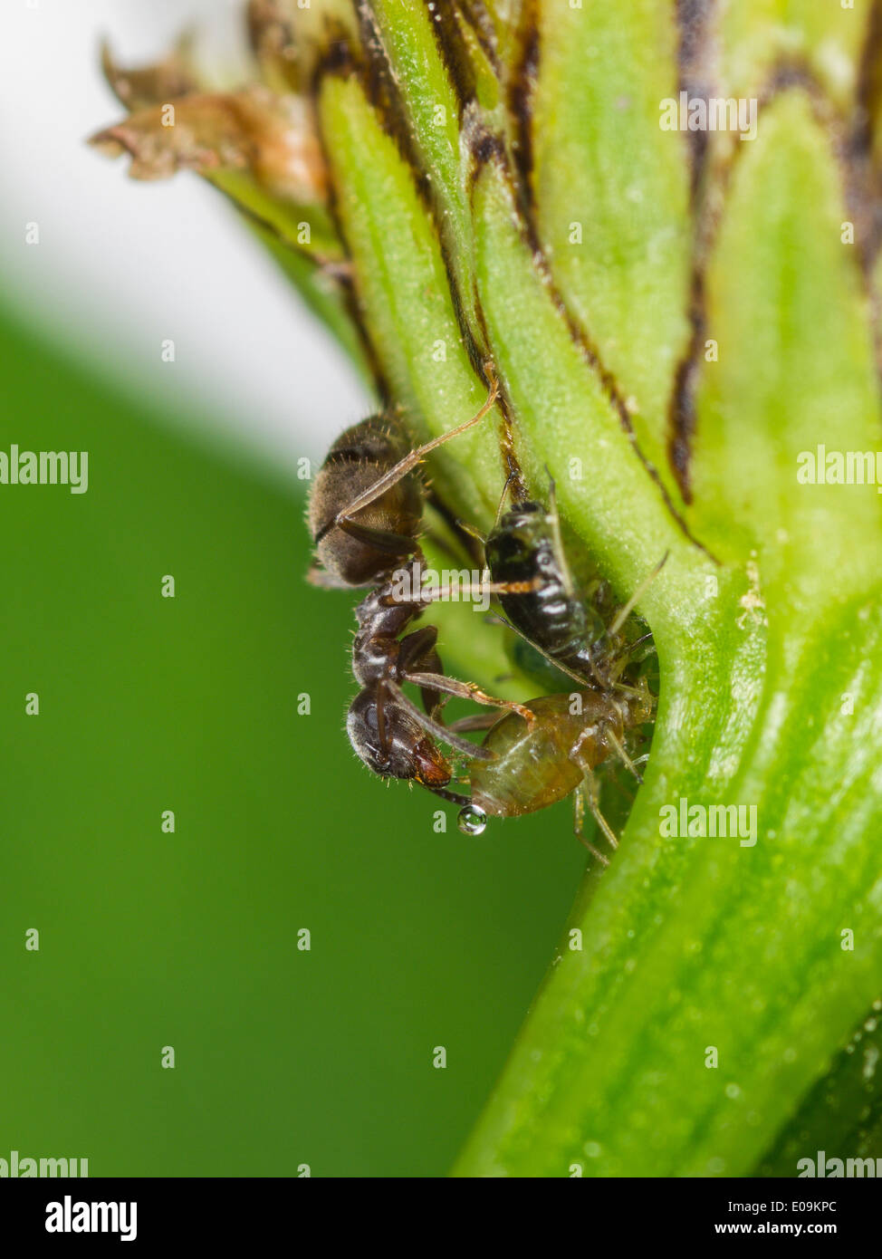 lasius ant milking aphididae Stock Photo