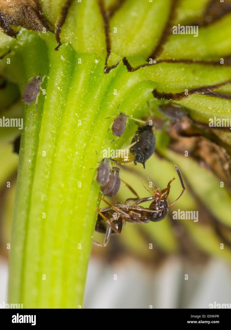 Ants milking aphids hires stock photography and images Alamy