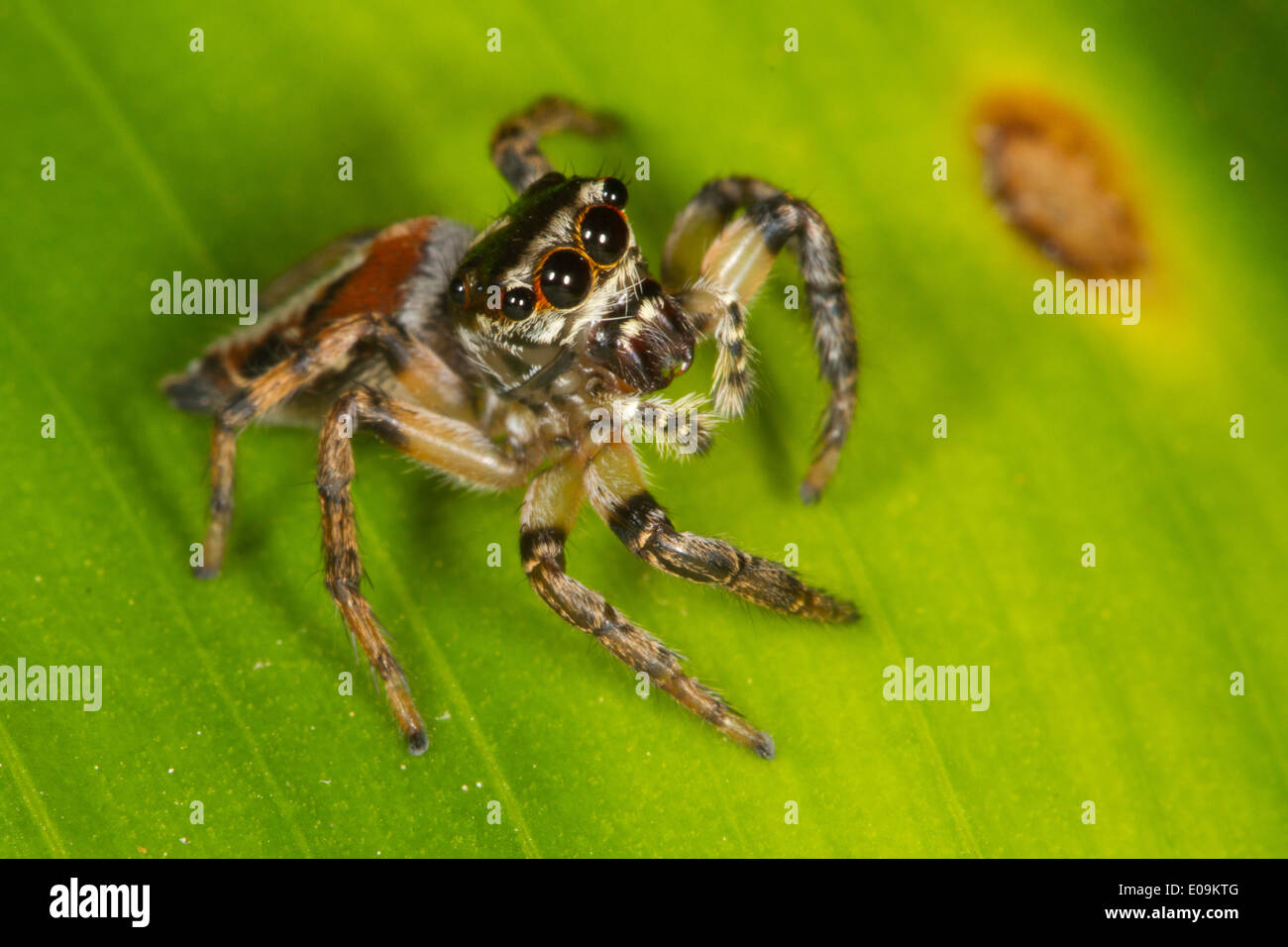 Jumping Spider (Salticidae), Orange Walk District, Belize Stock Photo