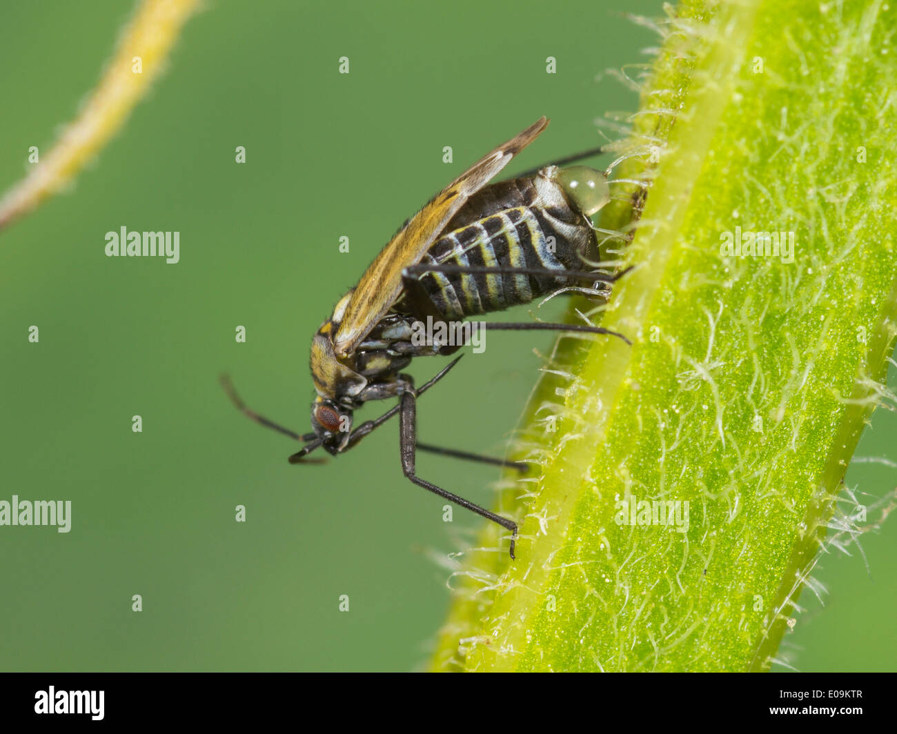 Egg Lay Insect Stock Photos & Egg Lay Insect Stock Images Alamy