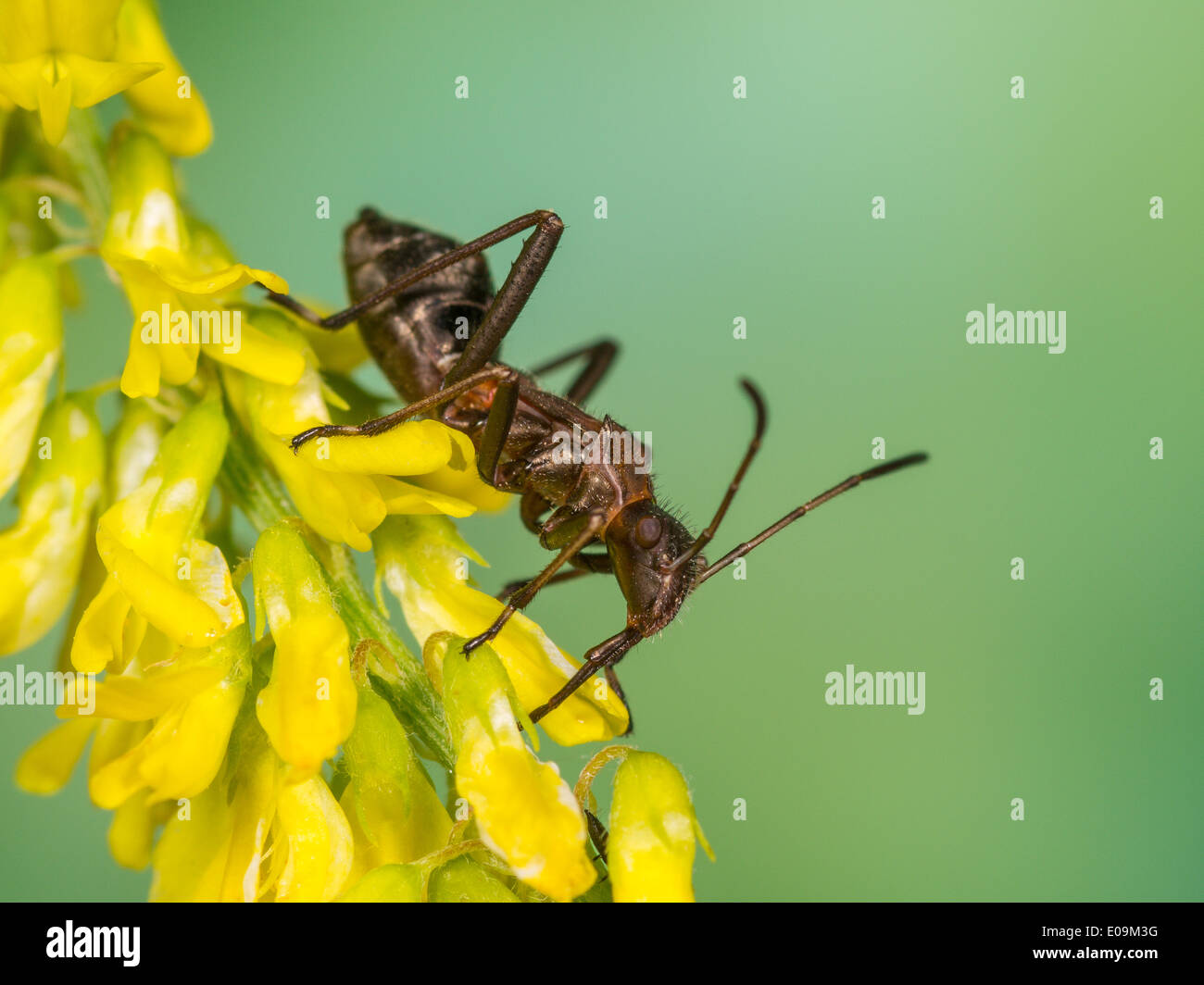 mature nymph of redbacked bug (alydus calcaratus) on sweet clover (melilotus indicus) Stock Photo