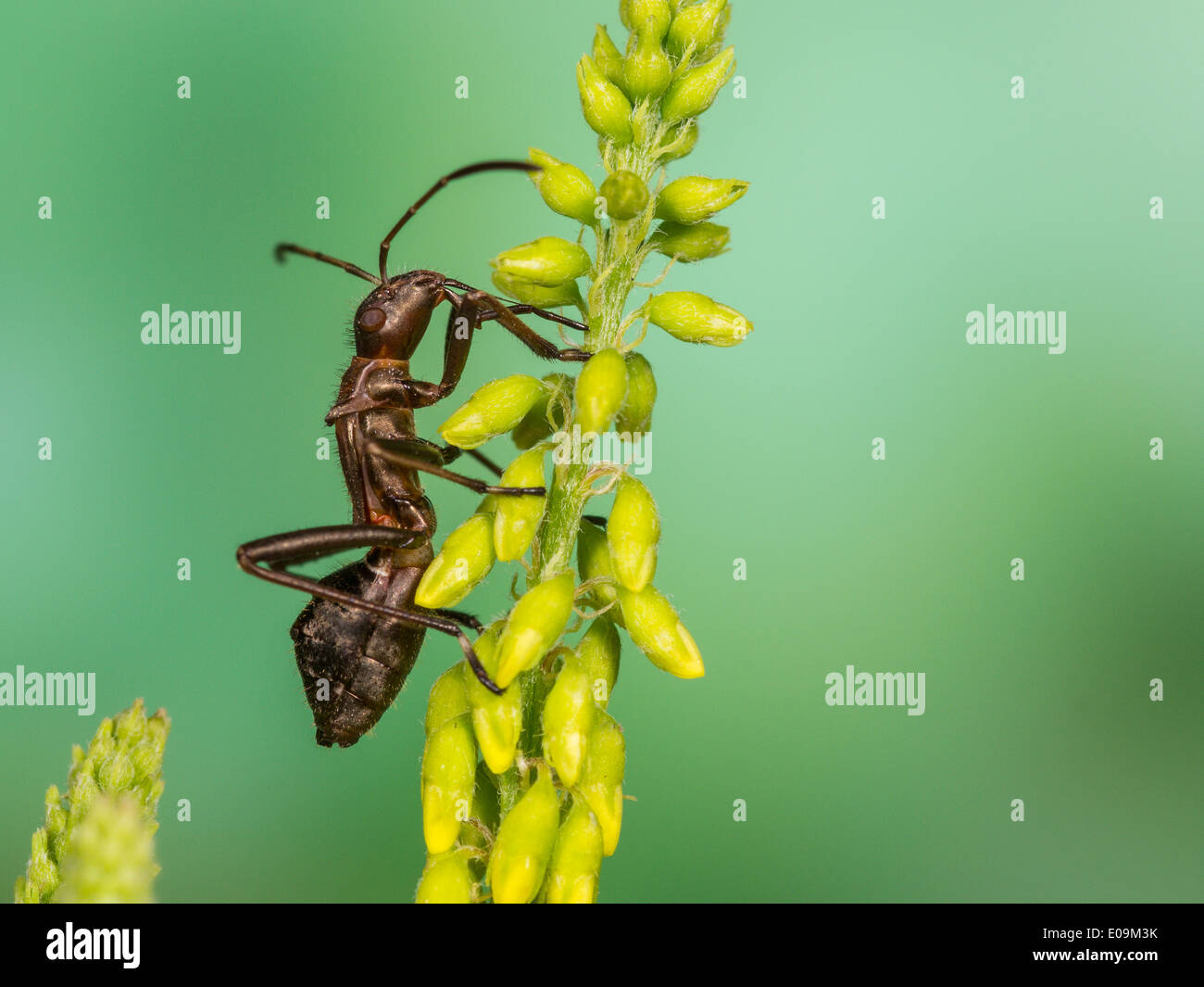 mature nymph of redbacked bug (alydus calcaratus) on sweet clover (melilotus indicus) Stock Photo