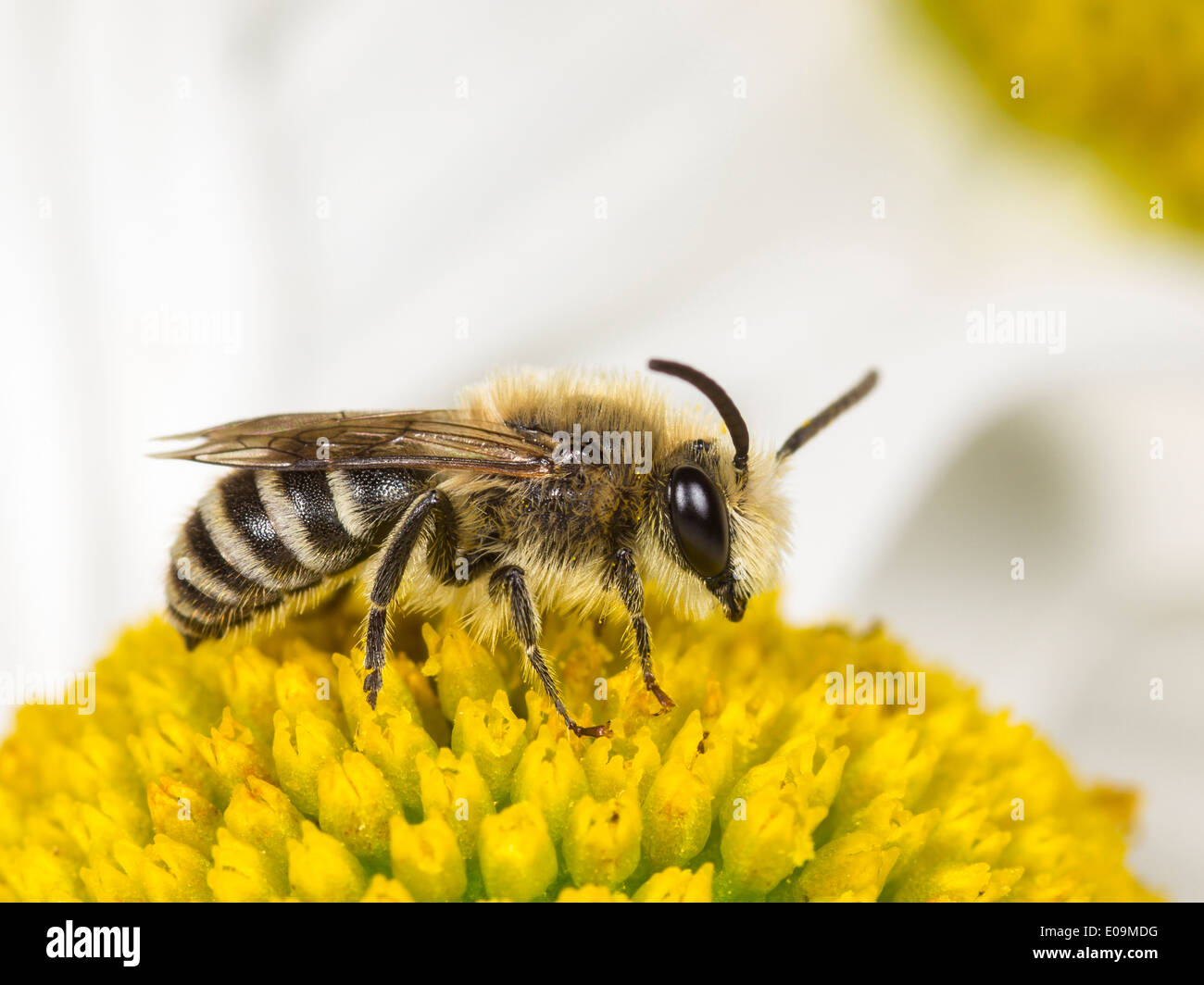 plasterer bee (colletes similis) on oxeye daisy (leucanthemum vulgare), male Stock Photo