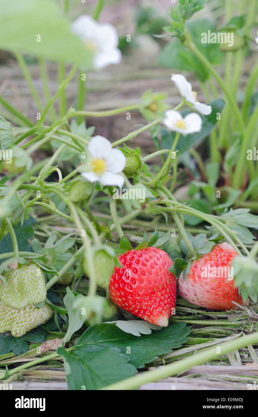 Strawberry plants already ripe to harvest Stock Photo - Alamy