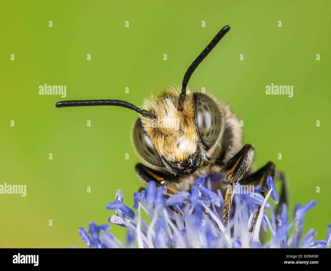 Eryngium planum bee hires stock photography and images Alamy