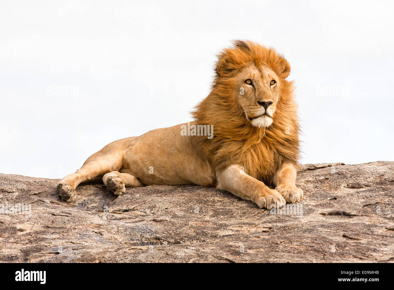 lion (Panthera leo) on a rock boulder Photographed in Tanzania Stock Photo