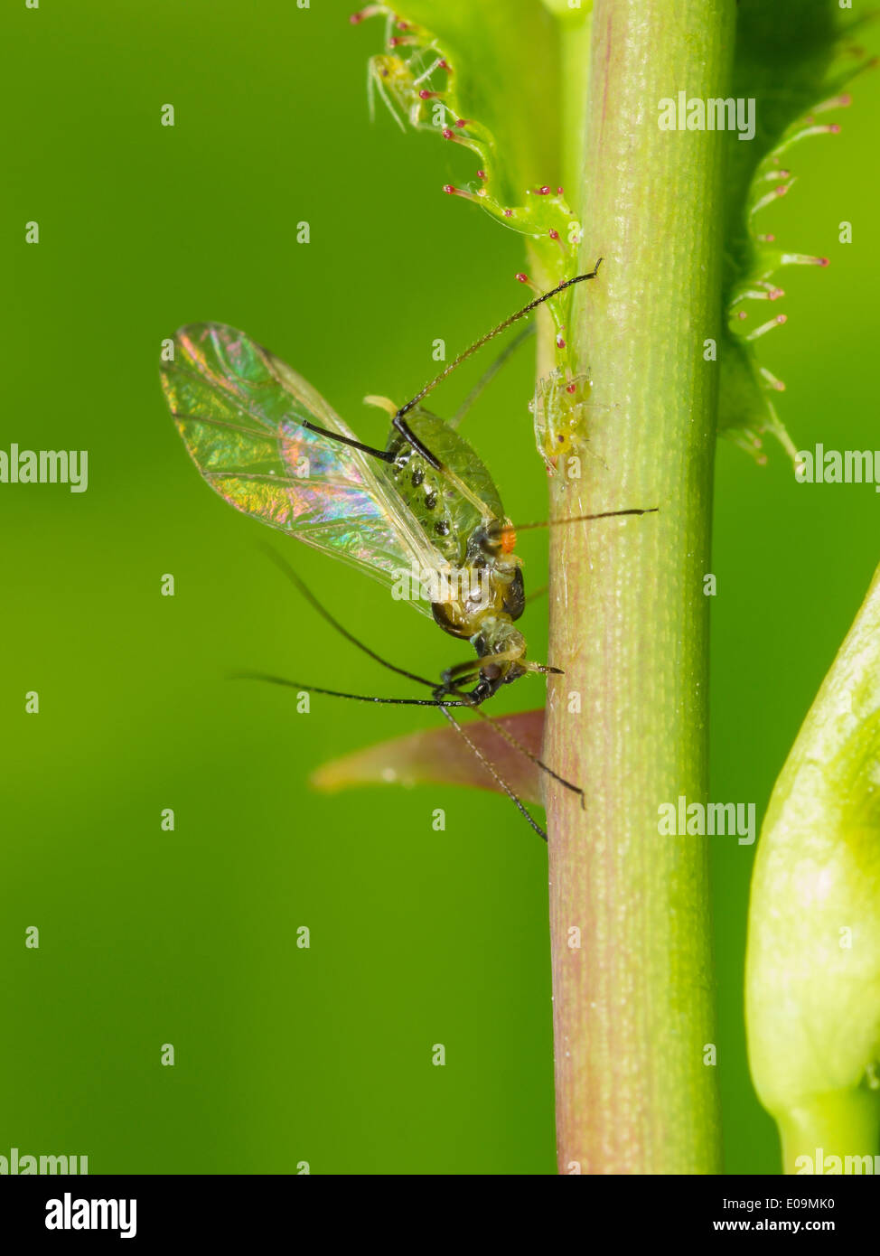 winged aphid on rosa Stock Photo