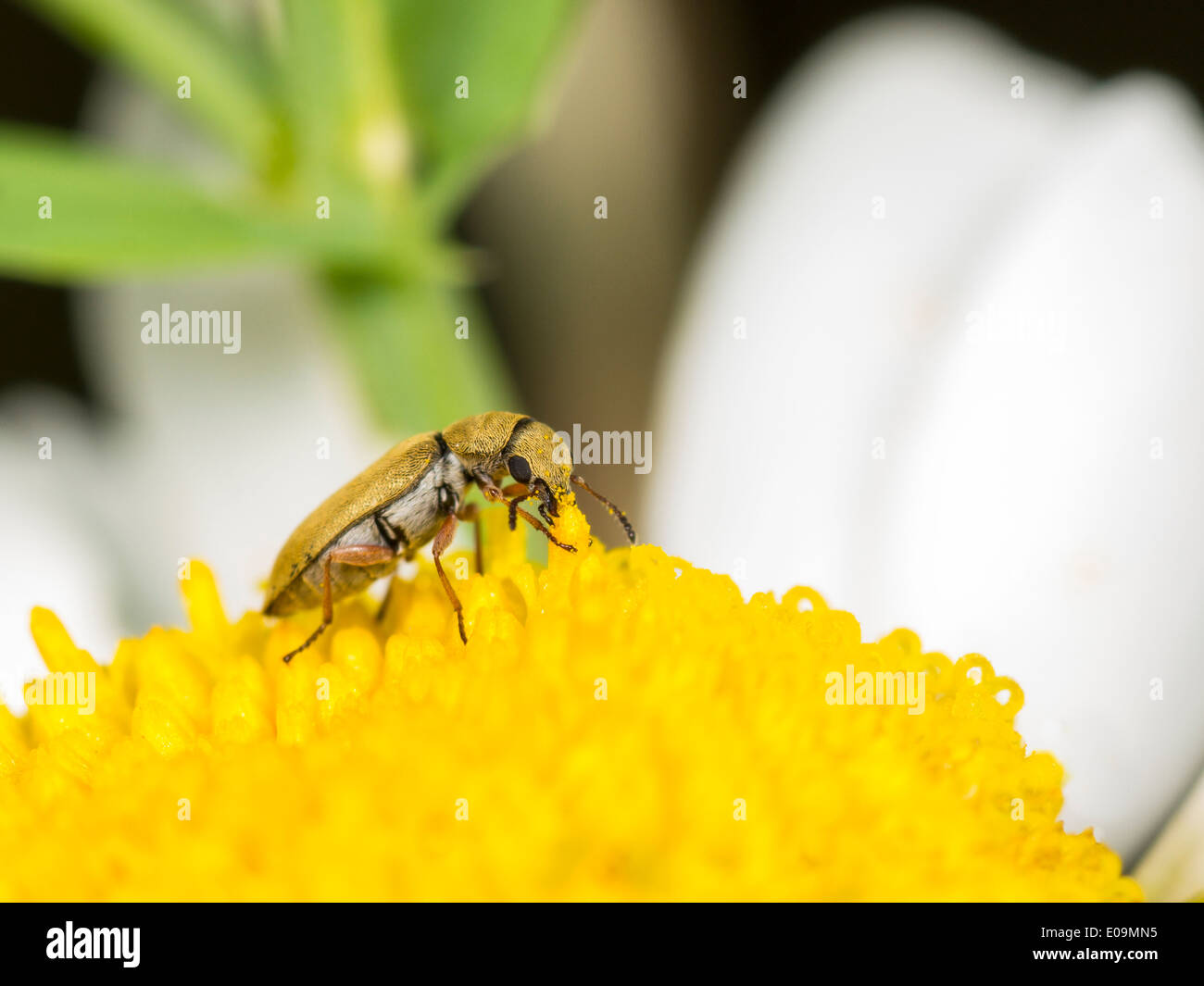 danacea nigritarsis on oxeye daisy (leucanthemum vulgare) Stock Photo