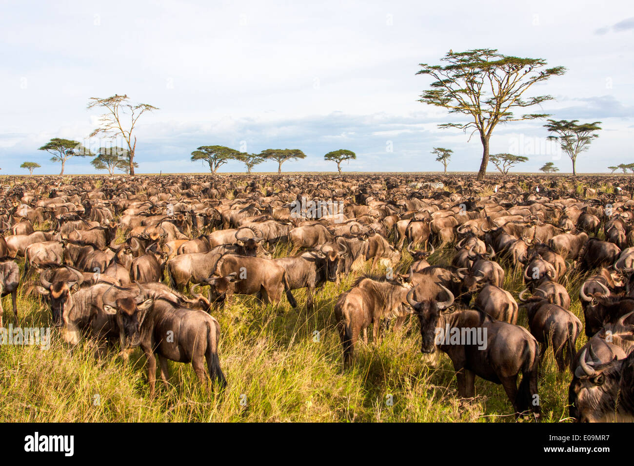 annual-migration-of-over-one-million-blue-wildebeest-connochaetes