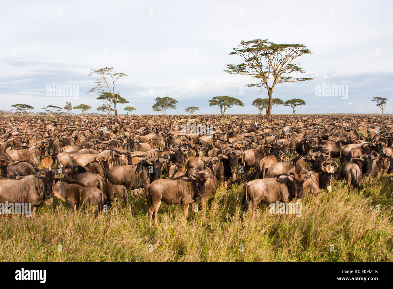 Annual migration of over one million Blue Wildebeest (Connochaetes taurinus) Stock Photo