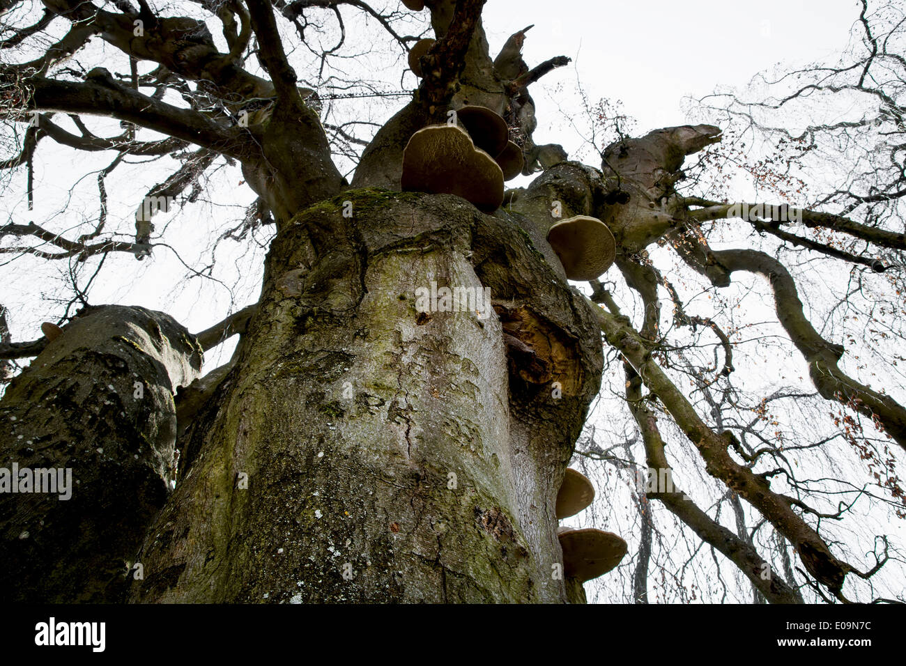 Massive old european beech (fagus sylvatica) in the park Buchlovice, Czech republic. View from the bottom up. Stock Photo