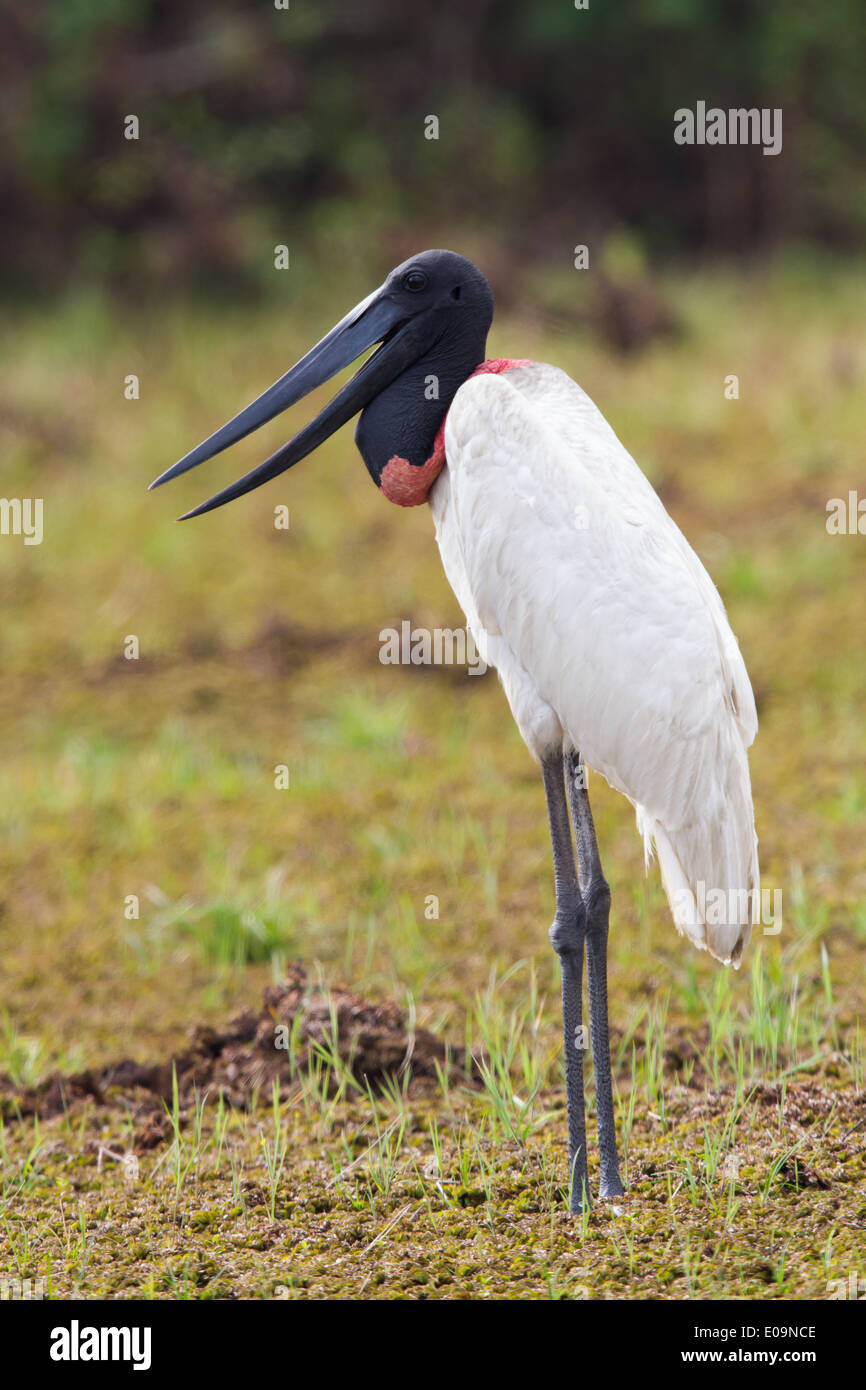 Jabiru (Jabiru mycteria) Stock Photo