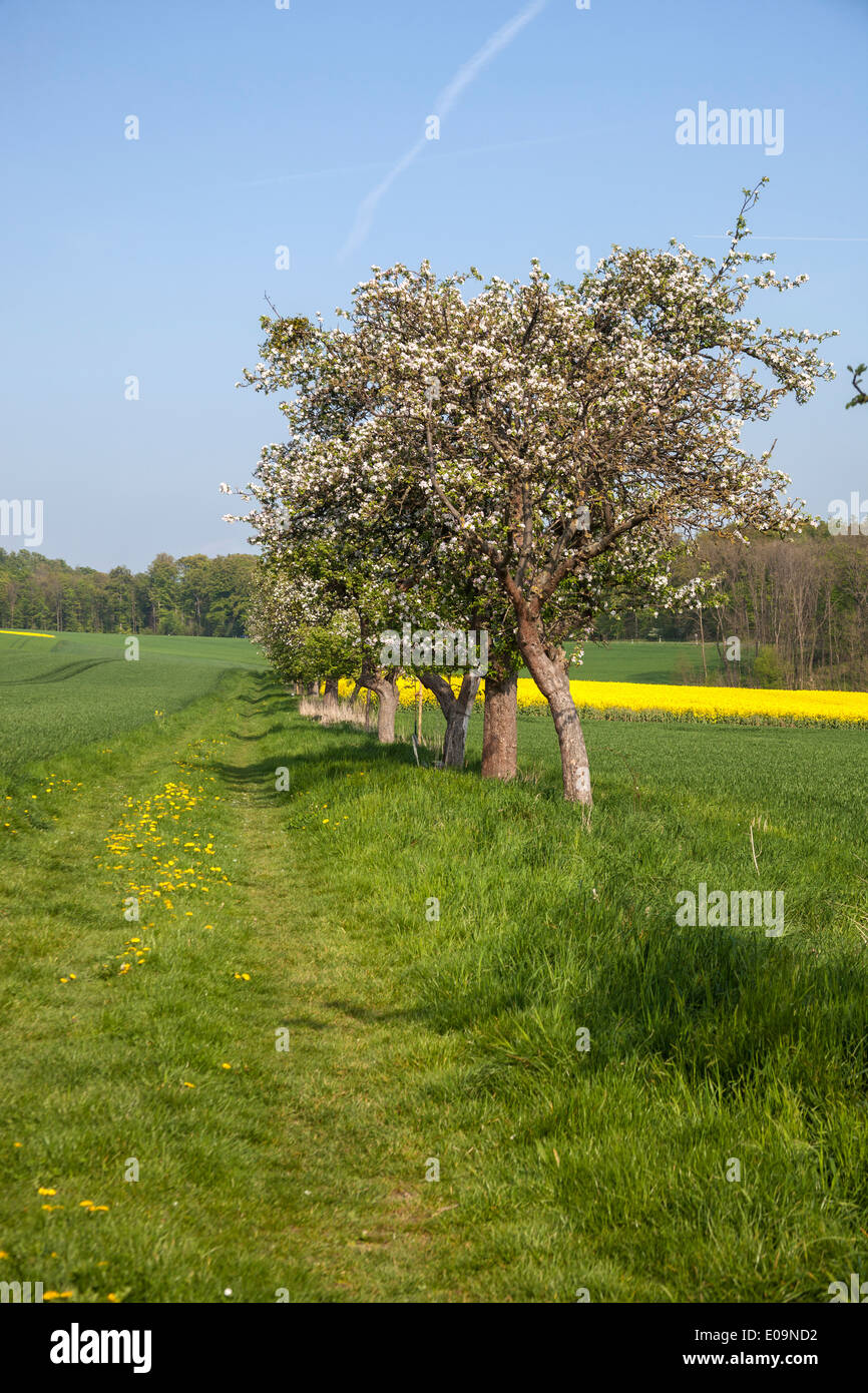 Frühling im Deister  Spring in Germany - Weserbergland Stock Photo