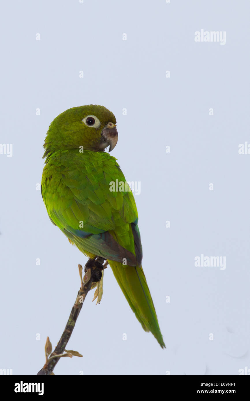 Olive-throated Parakeet (Aratinga nana) Stock Photo