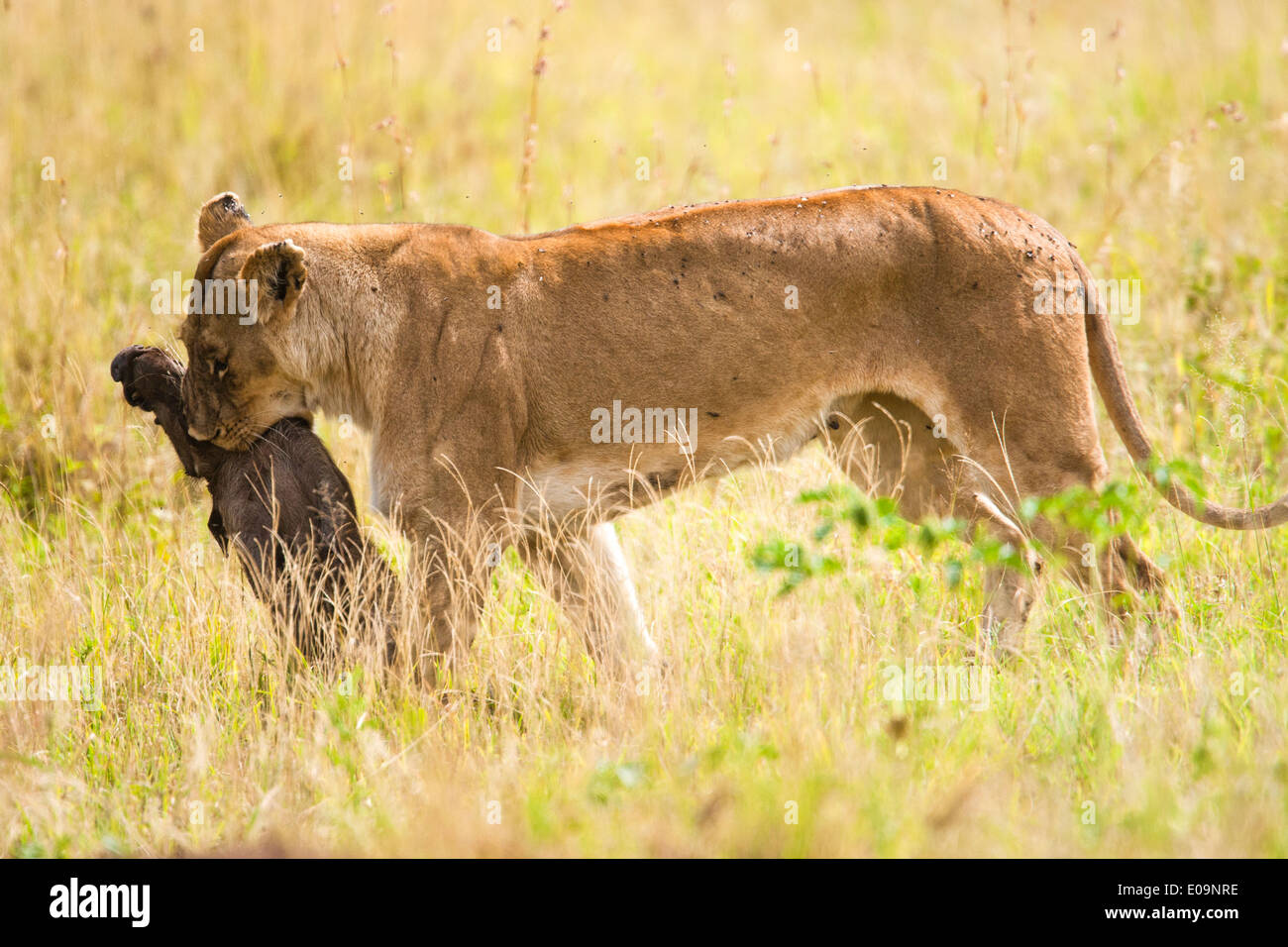 Lioness (Panthera leo) with prey. Photographed in Tanzania Stock Photo