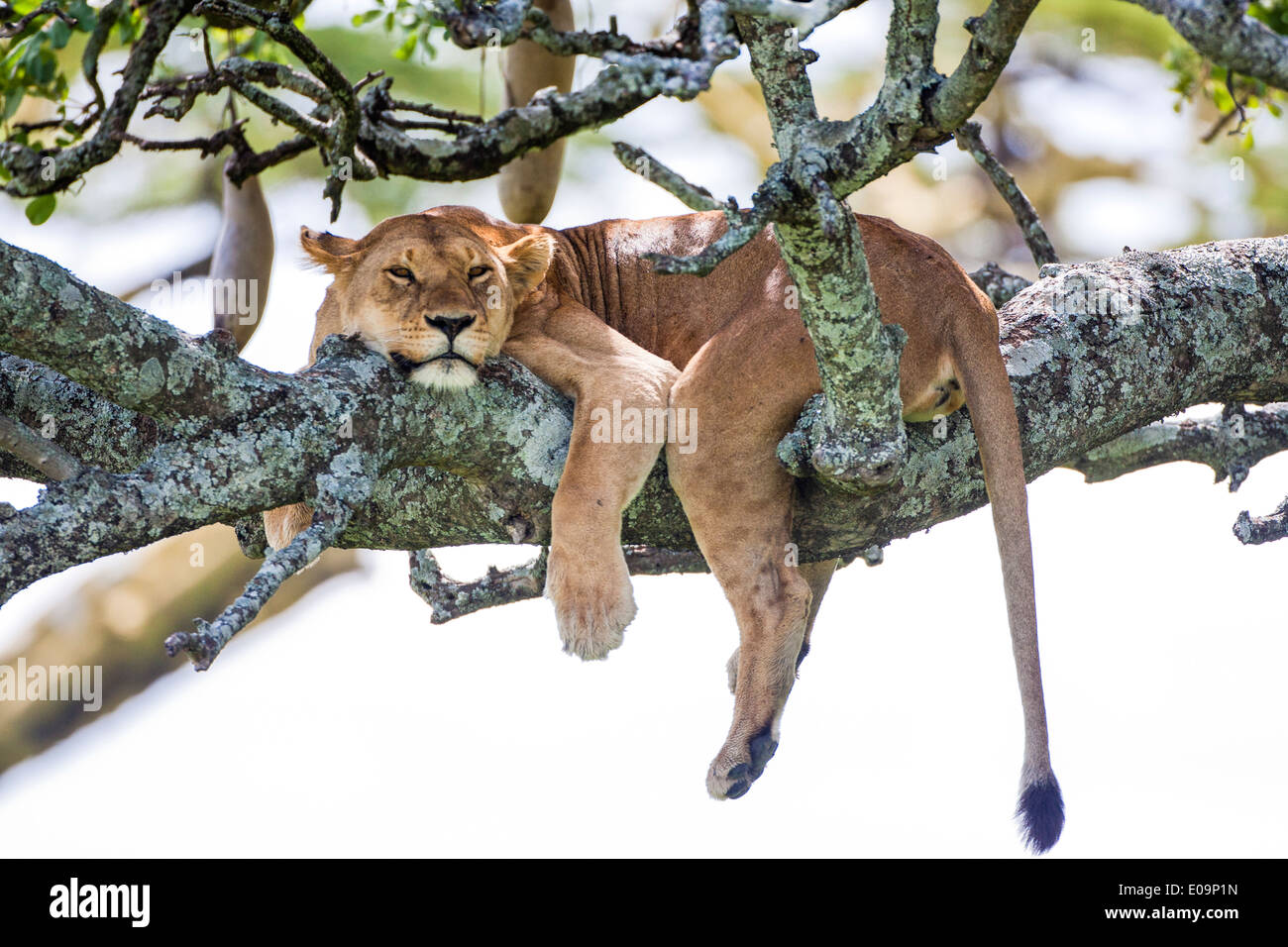 Lioness (Panthera leo) resting in a tree Photographed in Tanzania Stock Photo