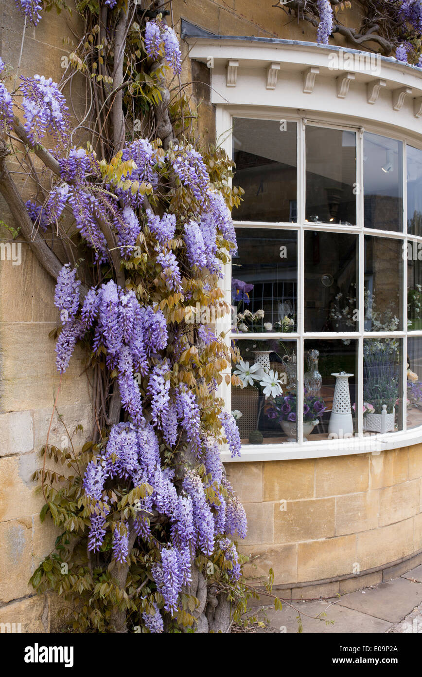 Wisteria on a cotswold stone house / shop, Broadway, Cotswolds, Worcestershire, England Stock Photo