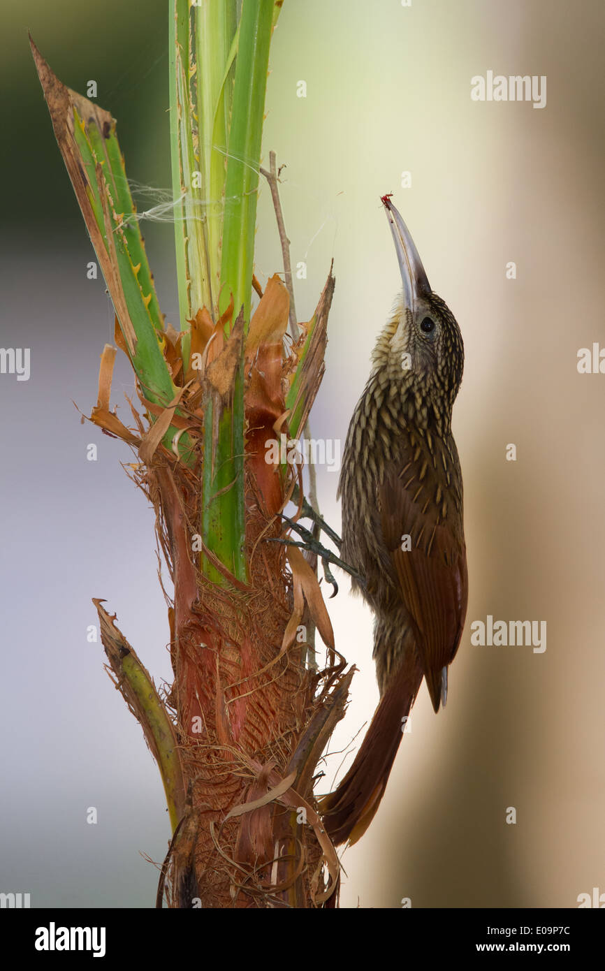 Ivory-billed Woodcreeper (Xiphorhynchus flavigaster) holding an insect in its bill Stock Photo