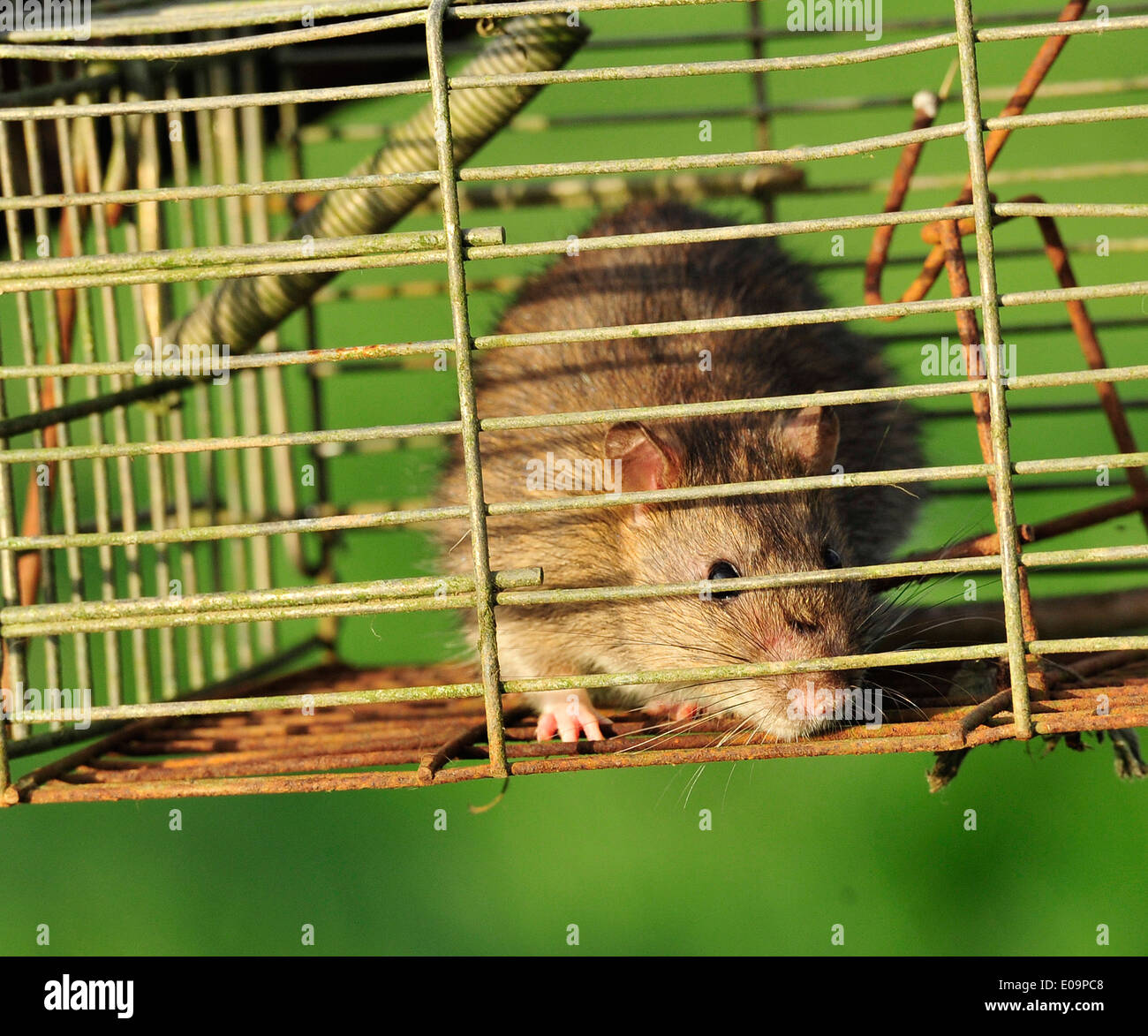 rat in cage trap Stock Photo