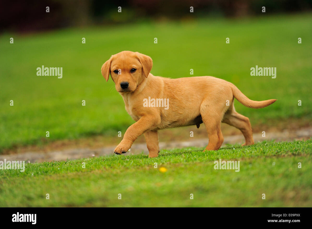 Labrador puppy running hires stock photography and images Alamy