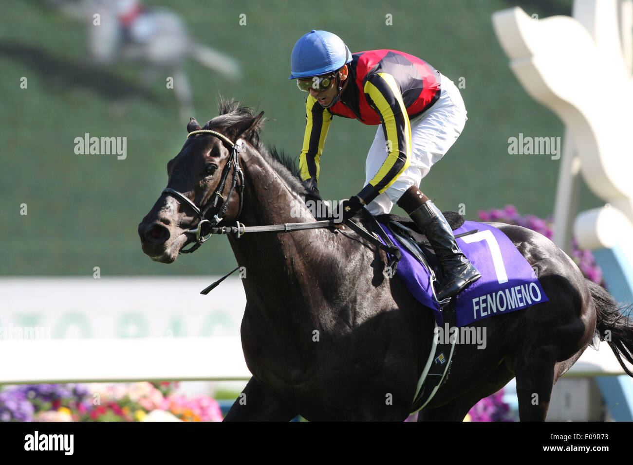 Kyoto, Japan. 4th May, 2014. Fenomeno (Masayoshi Ebina) Horse Racing