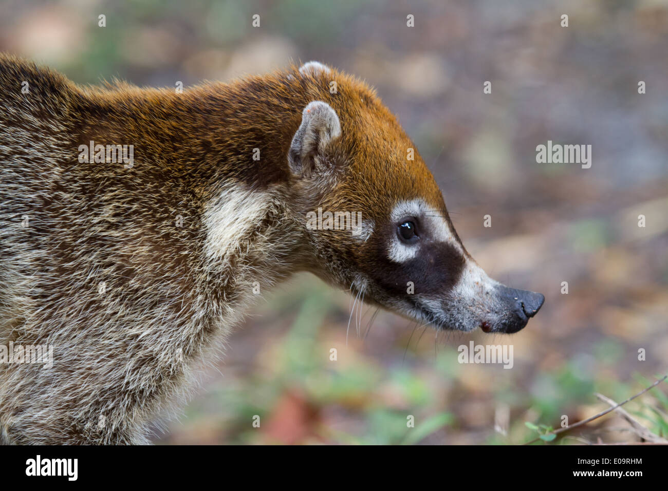 White-nosed Coati (Nasua narica) Stock Photo